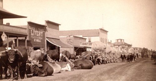 Line of oxen and wagons along main street. Sturgis Dakota Territory 1887-1892.
