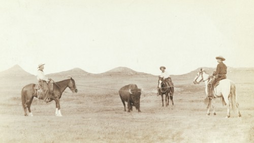 Cowboys, roping a buffalo on the plains 1887-1892.