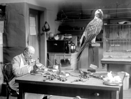 N.R. Wood of Smithsonian Institution Mounting Birds circa 1916.