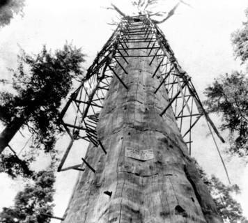 California History - The Mother of the Forest, 305 ft high giant tree; 63 ft circumference--near view - Calaveras County circa 1866.