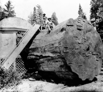 California History - Section of the Original Big tree, near view, Mammoth Grove, Calaveras County circa 1866.