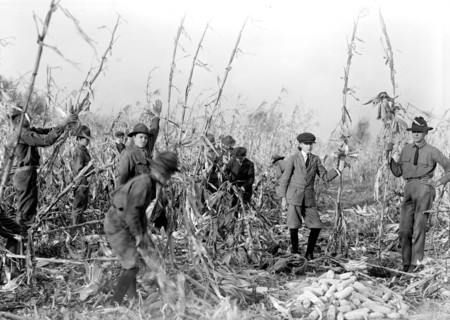 Boy Scouts working on a Boy Scout Farm circa 1917.
