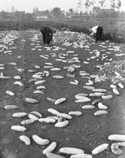 Men picking up cucumbers that are rotting in a field circa October 16, 1947.