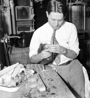 1939 - government experiments test the ability to make egg whites different colors.