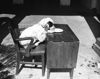 Dog sitting at a desk eating circa 1934.