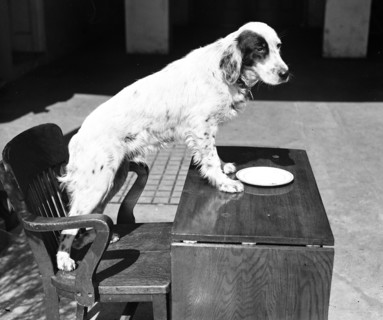 Dog standing on chair and desk circa 1934.