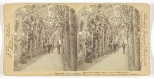 1892 Art Work -  Queen Mary's Bower; Hampton Court; London; England - Underwood & Underwood (Publisher).