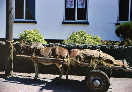 Donkey or Mule drawn cart in the UK circa 1970s.