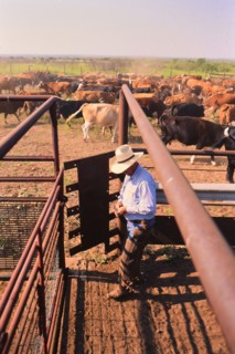 Authentic American Cowboys: 1990s Cowboys in the American west during spring branding time on a ranch near Clarendon Texas circa 1998. .
