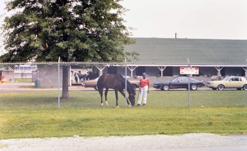 Horse grazing on grass at Churchill Downs circa 1985.