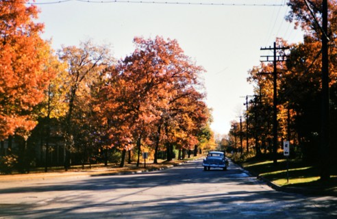 Car on a road surrounded by trees in autumn in or near Des Plaines, IL circa 1950.