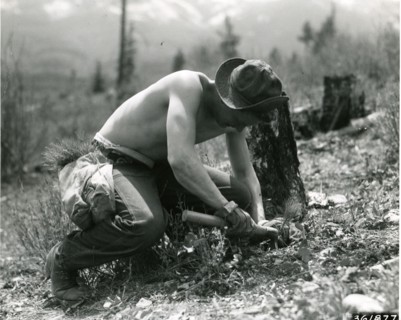 CCC-Reforestry
