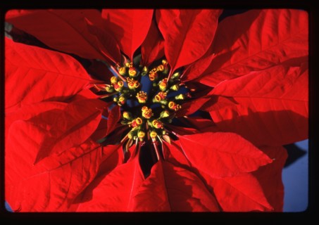 Close-up of Poinsettia