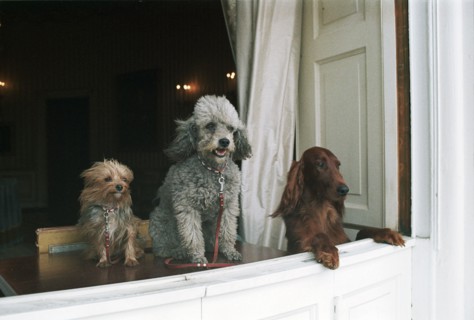 Presidential Pets.