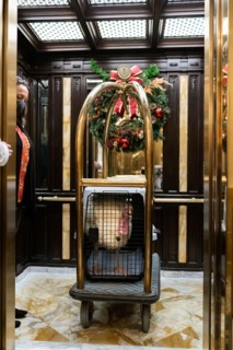 The Presidential Turkeys arrive at The Willard Hotel in Washington