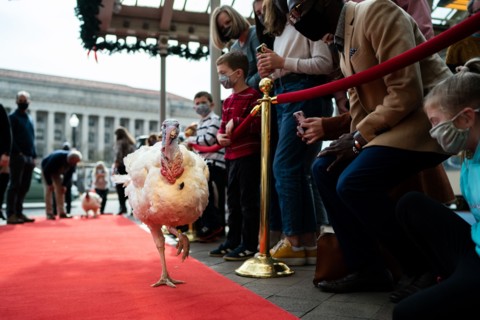 The Presidential Turkeys arrive at The Willard Hotel in Washington