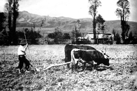 A farmer plowing a field in the Peruvian countryside