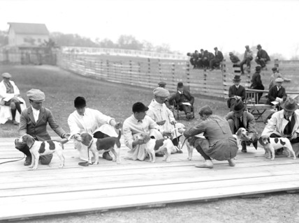 Judging dogs at the National Beagle Club of America