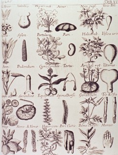 Plants of medicinal value to particular human body parts