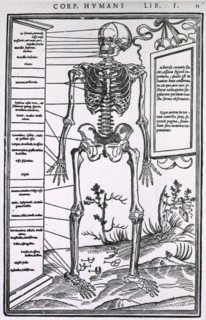Anatomy of a skeleton