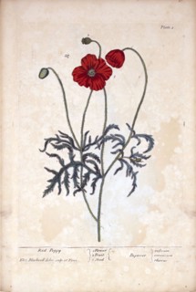 Red poppy /  Papaver