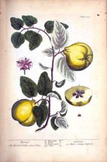 Quinces =: Cydonea