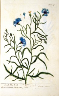 Small blue-bottle / Cyanus minor