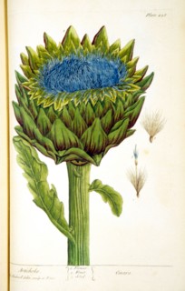 Artichoke: Cinara