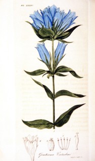 Gentiana catesbaei