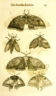 Display of six moths and butterflies