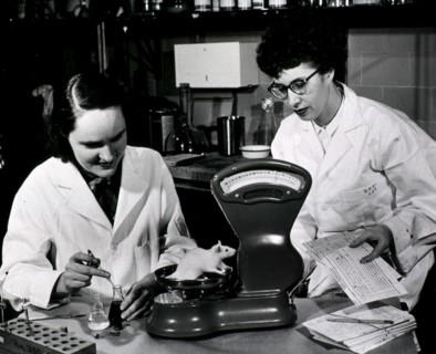 Two women weigh a rat as part of a study on weight and blood changes