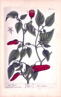 Guinea pepper / Piper indicum