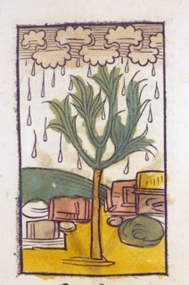 Manna Tree