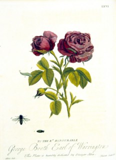 Lifecycle of a fly