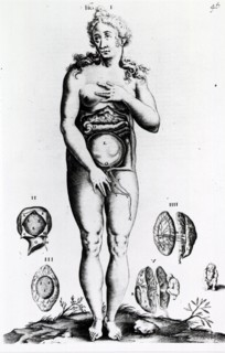 Obstetrics: Anatomy of female figure