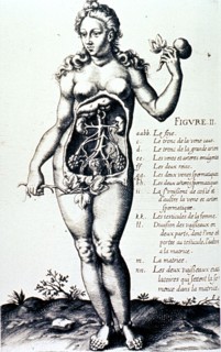 Anatomy of the female urogenital system.