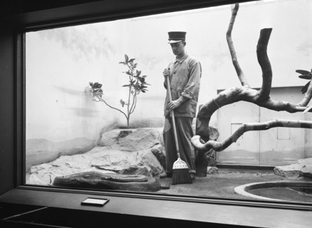 Man with broom in snake exhibit