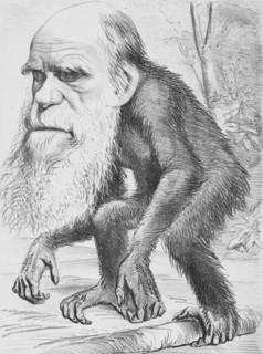 A Venerable Orang-outang'