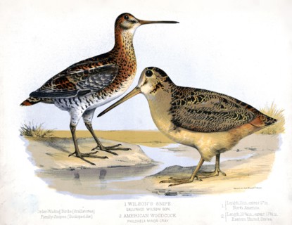 19th century Prang animal prints