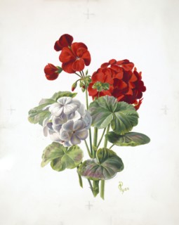 19th century illustrations