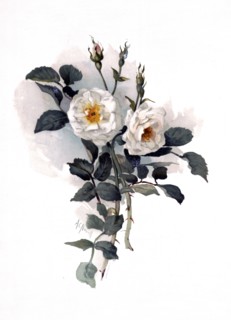 19th century illustrations