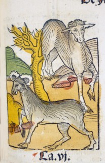 Alches ca. 1491