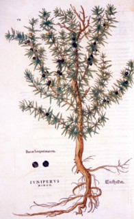 Iuniperus minor /  Weckholder ; Baccae iunperi maioris ca. 1542