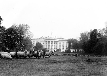 Sheep on the White House Lawn ca. 1916