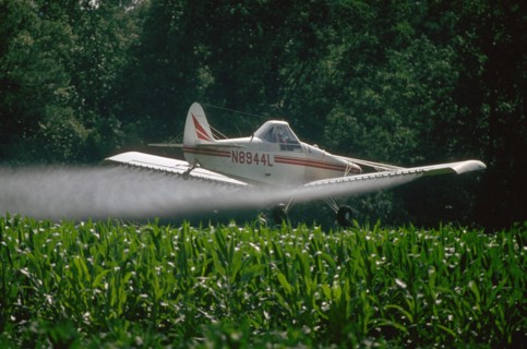 Crop dusting plane spraying a field of corn