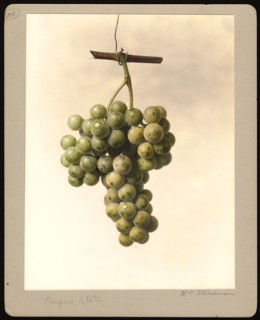 Watercolor Image of the Empire State variety of grapes (scientific name: Vitis)