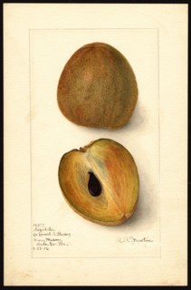 Watercolor Image of sapodillas (scientific name: Manilkara zapota), with this specimen originating in Miami, Dade County, Florida ca. 8 May 1906