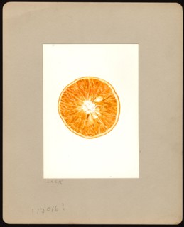 Watercolor Image of tangelos (scientific name: Citrus tangelo)