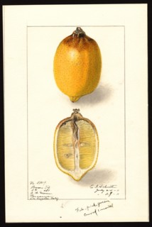 Watercolor Image of lemons (scientific name: Citrus limon), with this specimen originating in Pasadena, Los Angeles County, California ca. 27 July 1911