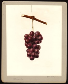 Watercolor Image of the Marsala variety of grapes (scientific name: Vitis) ca. 4 October 1933